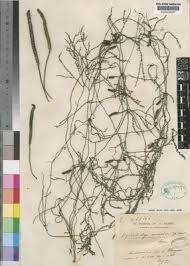 Image result for Hydrostachys bismarckii