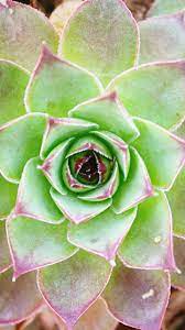 Peakpx is the world's largest free images stock, 301004 royalty free images under cc0 license. Cactus Flower Cactus Background 1440x2560 Wallpaper Teahub Io