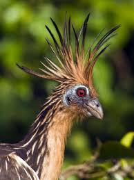 It S A Hoatzin It Looks Like A Phoenix And Has Fingers When It S Born Like A Dinosaur Scary Birds Pet Birds Bizarre Animals