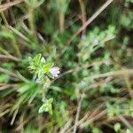 Image result for Justicia heterocarpa