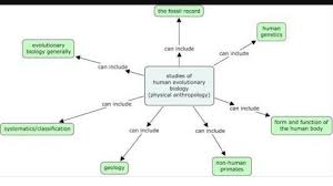 Flow Chart For Human Evolution Brainly In