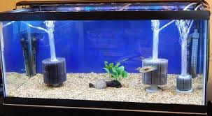 Sponge filter provide both mechanical and biological filtration, also, the air infusion chamber produces minute bubbles which increase the oxygen recommend tank size: 5 Best Sponge Filters For Betta Tank