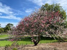 Image result for Prunus persica