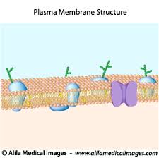 Molecular Cell Biology Genetics Gallery Medical Information Illustrated