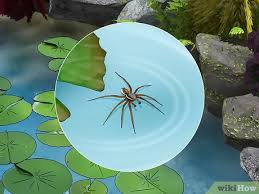 Venomous spiders in north america. How To Identify The Most Common North American Spider Species
