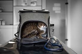 Meine zwei katzen haben oft streit. Schwangerschaft Bei Katzen Das Mussen Sie Wissen Dogcatpetdogcatpet