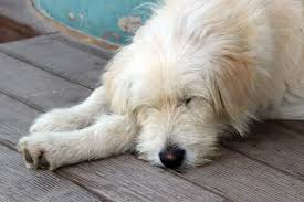 Your vet should be able to determine what the cause of the pain is. What Is Colitis In Dogs Canine Colitis Advice Vets Now