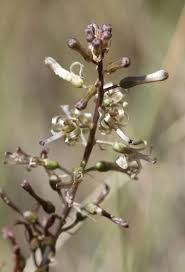 Image result for Drimia elata