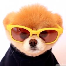 Pomeranian Boo Kopegi Hakkinda Bilmeniz Gerekenler Emoji