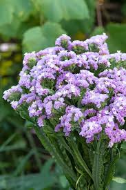 Image result for Limonium sinuatum