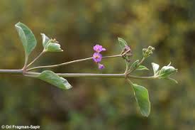 Image result for Commicarpus helenae