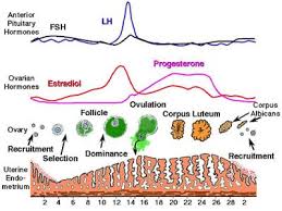 Progesterone And Fertility Progesterone And Getting Pregnant