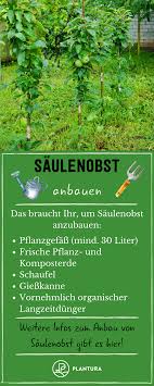 Saulenobst Pflanzen Sorten Vorgehen Plantura In 2020 Pflanzen Gartentipps Obst