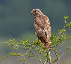 Birds Of Prey Central Florida Red Shouldered Hawk In Central Florida Photo By Phoebe Gonzalves Bald Eagle Birds Photo