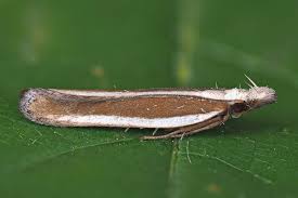 Image result for Scrobipalpula diffluella