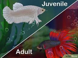 Image Titled Tell How Old A Betta Fish Is Step 2 Betta Betta Fish Fish