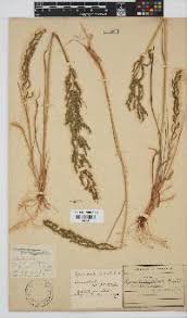 Image result for Pogonarthria