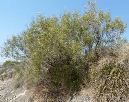 Image result for Searsia grossireticulata