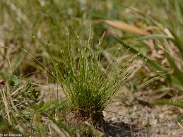 Image result for Isolepis setacea