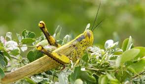 We did not find results for: Di Sardinia Wabah Belalang Hancurkan Tanaman