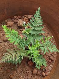 Image result for Aleuritopteris