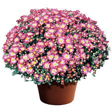 Check spelling or type a new query. Syngenta On Twitter Our October Flower Of The Month Chrysanthemum Is A Colorful Addition To Any Autumn Garden Which Color Is Your Favorite Https T Co Eqhgghgv6u