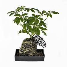 200mm Assorted Life On The Rocks Schefflera Arboricola Asplenium Austalasicum Platycerium Bifurcatum Rock Plants Schefflera Plants Indoor Apartment