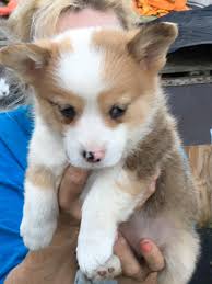 If a merle or brindle pembroke interestingly enough is that all red corgi's exhibit some sable characteristics when they are puppies. Pembroke Welsh Corgi Puppies For Sale Nebraska City Ne 314776