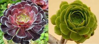 Ice plant foliage can turn a vibrant red to yellow in color. Types Of Succulents Species Varieties Identification Pictures