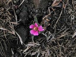 Image result for Monsonia senegalensis