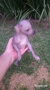 Male chinese crested powderpuff puppy male chinese crested powderpuff puppy for sale. Adourable Hairless Chinese Crested Puppie Dogs Puppies For Sale In Johannesburg Gauteng Africada Com Mobile 41503