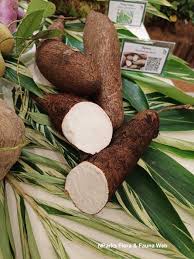 Image result for Manihot esculenta