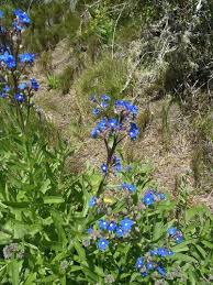 Image result for Anchusa capensis