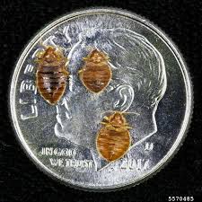 Image result for Bed Bug
