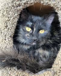 Happy Magpie Monday from adoptable kitty, Louie! Louie has also joined the  crew in our @thekitchenmagpie sponsored room at our shelter and she is all  cozied up in her cubby, keeping warm
