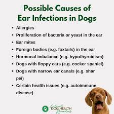 Some Common Causes Of Ear Infections In Dogs Doghealth Dogcare Dogs Ears Infection Ear Infection Dog Allergies