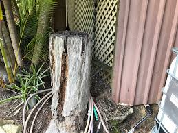 I don't know if they are still active. Complete Termite Protection From The Ground Up Call Now