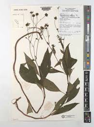 Image result for Adenostemma afrum