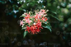 Image result for Combretum indicum