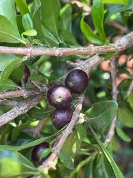 Image result for Coffea racemosa