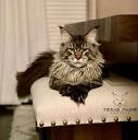Texas Maine Coonery - Maine Coons, Breeder, Maine Coon Breeder