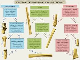 Bone Broke Posts On Archaeology Osteology Biological