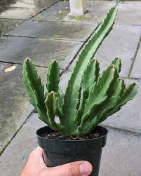 See more of east coast succulents on facebook. East Coast Cactus On Instagram Stapelia Gigantea That Has Been Branching Like Crazy And Set A Few Flowers Too Plants Succulent Plants Cactus Succulents