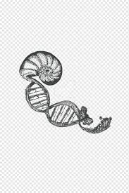 Sounds perfect wahhhh, i don't wanna. Rose Black And White Drawing Tattoo Dna Fan Art Artist Golden Ratio Black Rose Drawing Tattoo Dna Png Pngwing