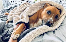 How Do I Stop My Dog From Licking His Blanket