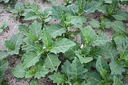 Image result for Solanum macrocarpon