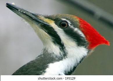 Wood Pecker Stock Photo 195129 | Shutterstock
