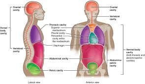 Then place the sentences in order from superficial to deep. Anatomical Terminology Anatomy And Physiology I