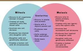 When we talk concerning biology if8765 worksheet answer key we ve collected some similar pictures to add more info. Mitosis And Meiosis Venn Diagram