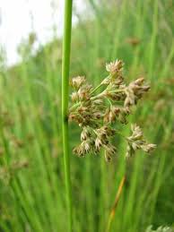Image result for Juncus exsertus
